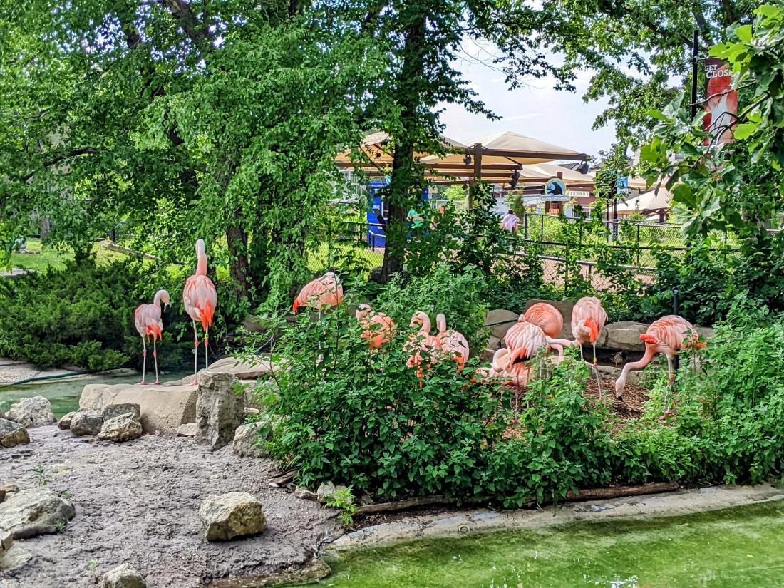 como-park-zoo-conservatory-roadtrips-rollercoasters